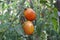 A tomato. Solanum lycopersicum, herbaceous plant, genus Solanum