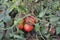 A tomato. Solanum lycopersicum, herbaceous plant, genus Solanum. Tasty and healthy