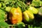 Tomato solanum plant and fruit