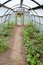 Tomato sprouts in primitive plastic greenhouse