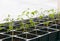 Tomato sprouts seedlings plants in pots