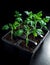 Tomato sprouts in trays in greenhouse on black background