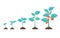 Tomato stage growth. Life cycle of a tomato plant, leaf, flower and fruiting stages. Vector flat style