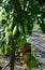 Tomato stick variety with elongated oval fruits, weighing 130 - 150 g, intended for kitchen processing or for the production of ke