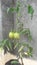 Tomato tree in tub at roof looks so nice