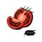 Tomato vector drawing. Isolated tomato and sliced piece. Vegetable