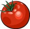 Tomato vegetable cartoon illustration