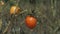 Tomato vegetable in the farmer`s plantation, entering the harvest season