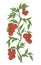 Tomato vegetable plant. Solanum lycopersicum. Vector hand drawn color sketch. Green leaves. Brightly red colored fruits