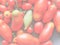 Tomato vegetable, soft faded tone background