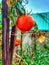 Tomato vegetables red fruits plants