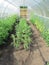 Tomato vines in green house