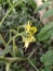 Tomato yellow colour flowers group vegetables plant