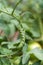 Tomatoe Horn Worm Hanging on Tomato Plant