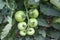 Tomatoe plant with green tomatoes growing