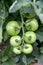 Tomatoe plant with green tomatoes growing