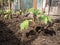 Tomatoe plant in greenhouse.