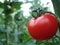 Tomatoes on Almeria greenhouse.