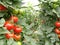 Tomatoes on Almeria greenhouse.