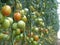 Tomatoes on Almeria greenhouse.