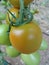 Tomatoes on Almeria greenhouse.