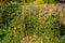 Tomatoes and beans in vegetable plot.