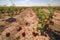 Tomatoes beds view during extremely hot summer