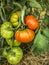 Tomatoes branch on bed of vegetables