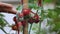 Tomatoes on a branch. A bunch of wet tomatoes sprinkled with water. Harvest of tomatoes. Gardening concept. Detox diet