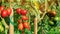 Tomatoes on a branch close-up in a vegetable garden. Red tomatoes grow in raised beds. Growing tomatoes on wooden stakes. Tall