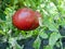 Tomatoes branch field, agriculture