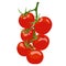 Tomatoes on a branch with leaves, red small cherry tomatoes. Bright juicy vegetable, vector isolated image on white