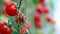 Tomatoes on a branch. Ripe tomato plant growing in homemade greenhouse. Fresh bunch of red natural tomatoes on branch in