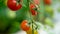 Tomatoes on a branch. Ripe tomato plant growing in homemade greenhouse. Fresh bunch of red natural tomatoes on branch in