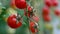 Tomatoes on a branch. Ripe tomato plant growing in homemade greenhouse. Fresh bunch of red natural tomatoes on branch in