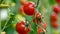 Tomatoes on a branch. Ripe tomato plant growing in homemade greenhouse. Fresh bunch of red natural tomatoes on branch in