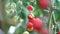 Tomatoes on a branch. Ripe tomato plant growing in homemade greenhouse. Fresh bunch of red natural tomatoes on branch in