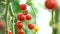 Tomatoes on a branch. Ripe tomato plant growing in homemade greenhouse. Fresh bunch of red natural tomatoes on branch in