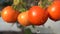 Tomatoes on a branch. Water drops on ripe tomatoes. Fresh tomatoes are ready to harvest. Close-up. Daylight. Slow motion