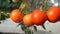 Tomatoes on a branch. Water drops on ripe tomatoes. Fresh tomatoes are ready to harvest. Close-up. Daylight. Slow motion