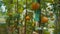 Tomatoes on branches tied to a stick. Greenhouse