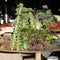 Tomatoes and Brussels sprouts in wooden boxes on the Borough market