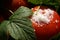 Tomatoes with currant leaves and salt macro