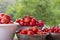 tomatoes, different varieties from home garden - real photo from harvest