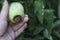 Tomatoes and Diseases. Blossom end rot. Unripe green damaged tomato in the woman hand