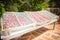 Tomatoes drying under the sun