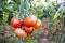 Tomatoes field agriculture greenhouse in nature.