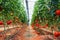 Tomatoes field agriculture greenhouse in nature.