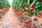 Tomatoes field agriculture greenhouse in nature.