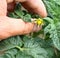 Tomatoes flower